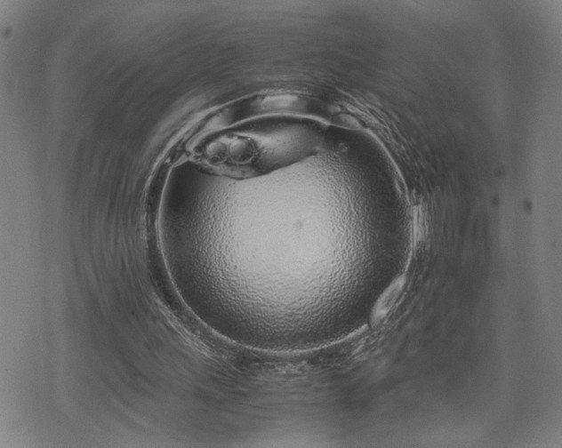 X0000071840243200606301319