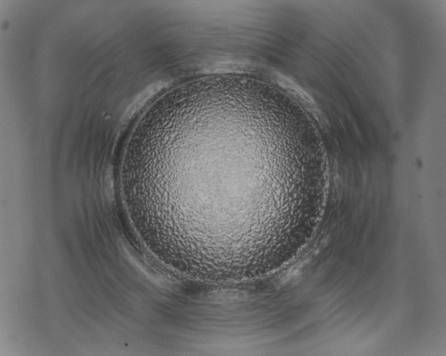 X0000071840298200606301319