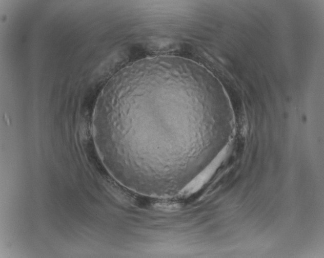 X0000071840515200606301316