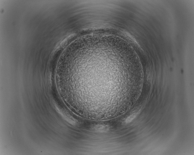 X0000071840542200606301315