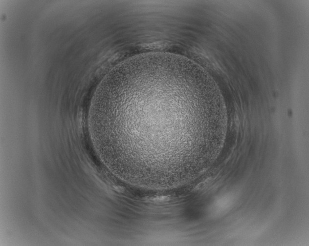 X0000071840647200606301313