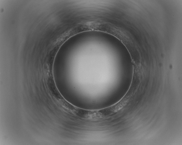 X0000071840752200606301312