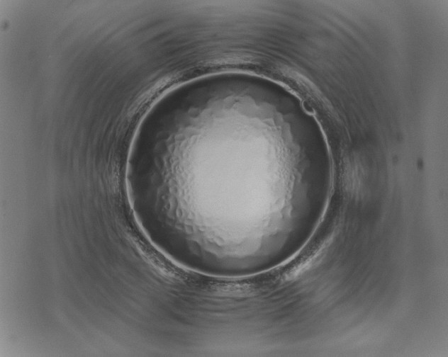 X0000071840833200606301310