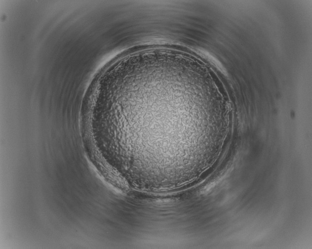 X0000071840839200606301310