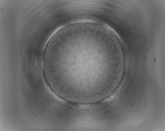 X0000071840852200606301310