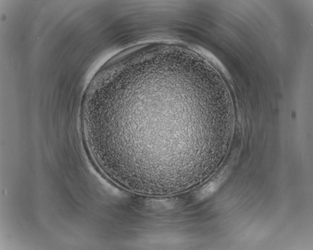 X0000071840855200606301310