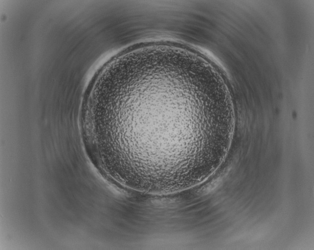 X0000071840943200606301309