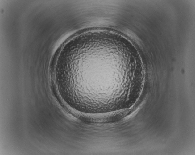 X0000071841077200606301306