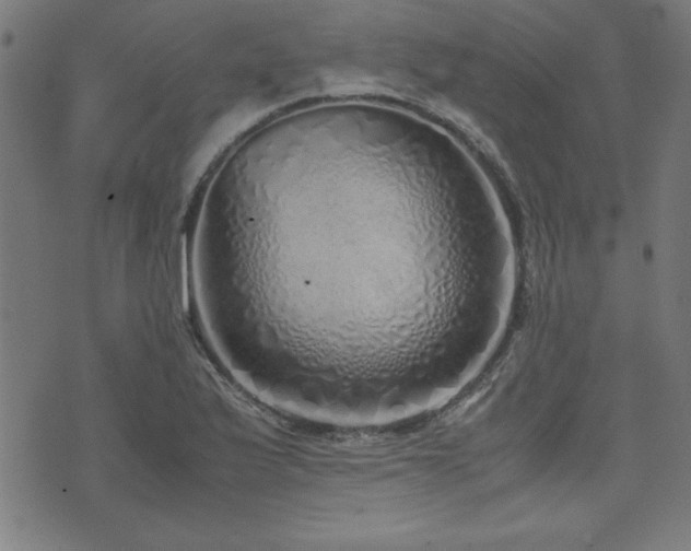 X0000071841175200606301305