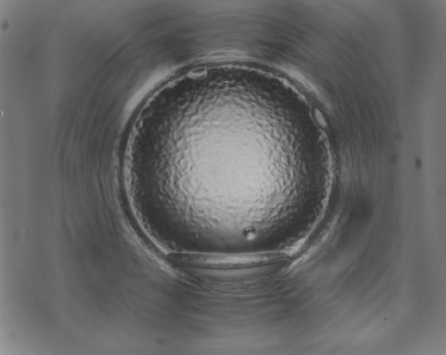 X0000071841325200606301303
