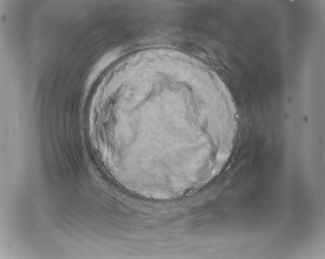X0000071840006200607290119