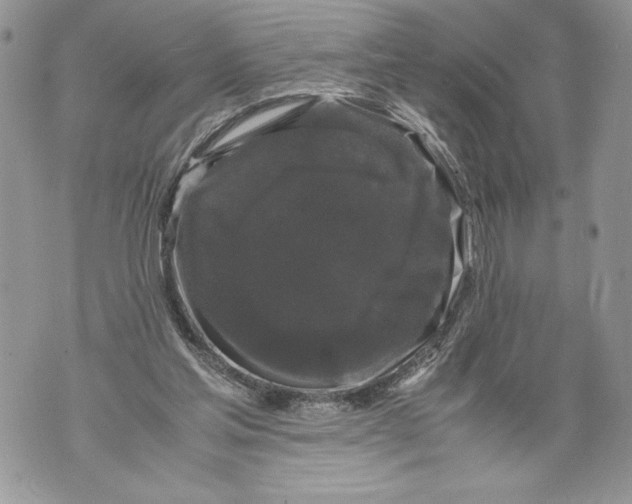 X0000071840205200607290116