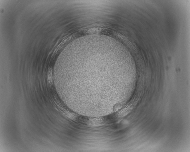 X0000071840240200607290115