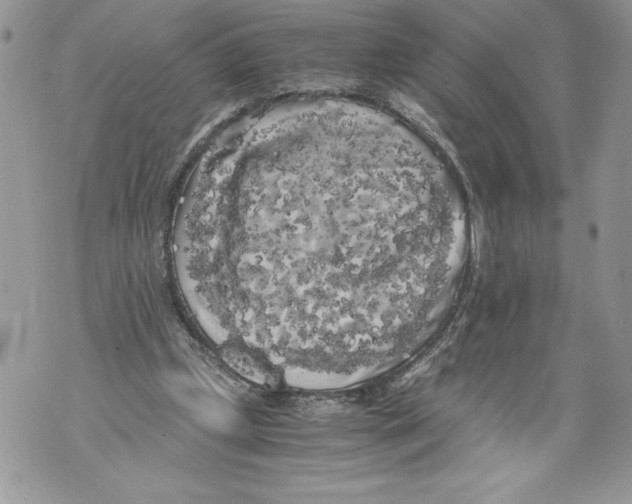 X0000071840249200607290114