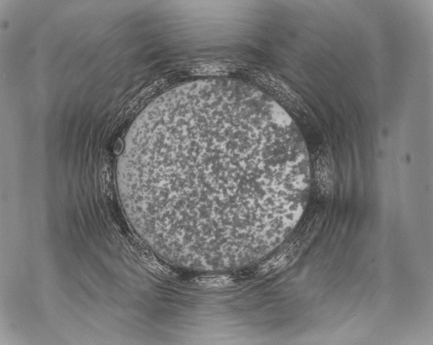 X0000071840322200607290114