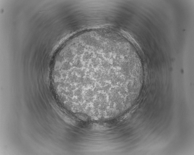 X0000071840346200607290113