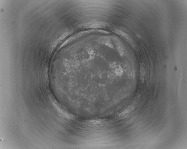 X0000071840394200607290113