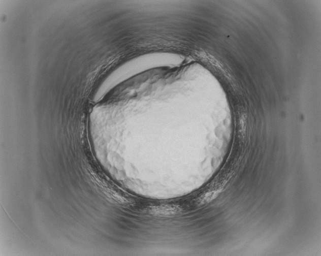 X0000071840545200607290110