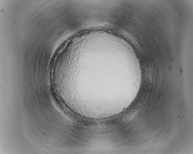 X0000071840582200607290110