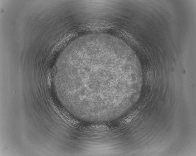 X0000071840644200607290108