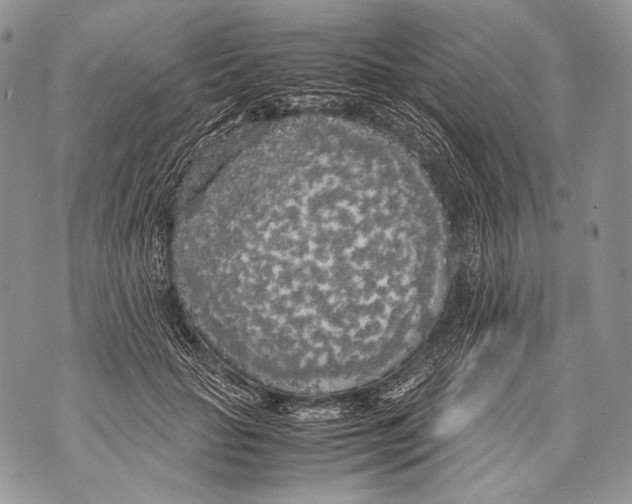 X0000071840653200607290109