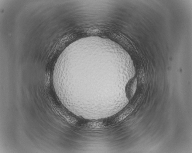 X0000071840660200607290109