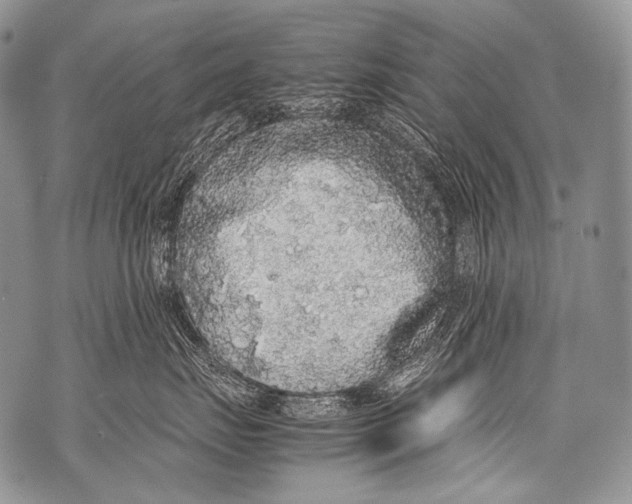 X0000071840671200607290109