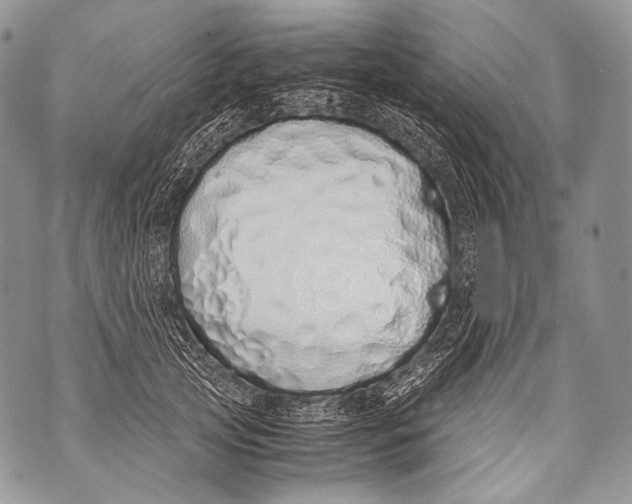 X0000071840753200607290107