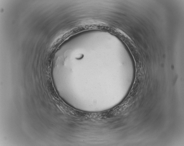 X0000071840775200607290106