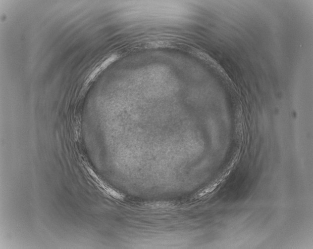 X0000071840785200607290106