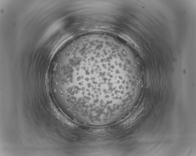 X0000071840798200607290106