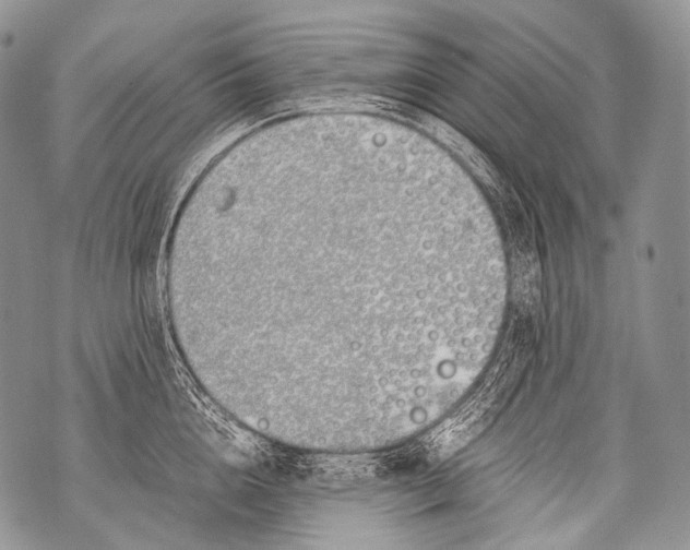 X0000071840856200607290106