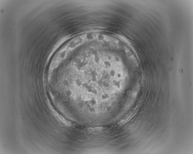 X0000071840859200607290106