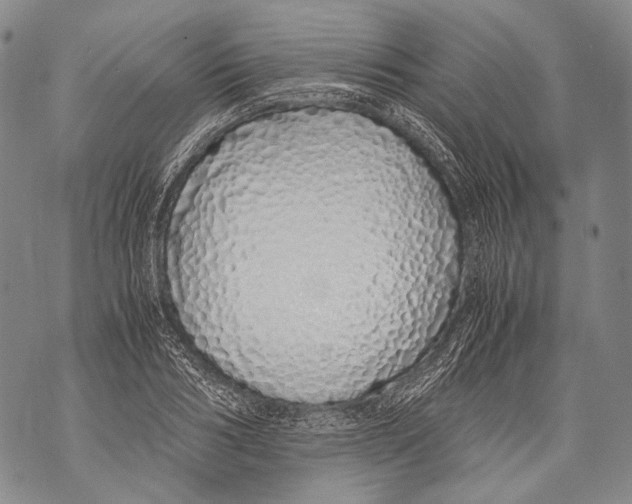 X0000071840986200607290103