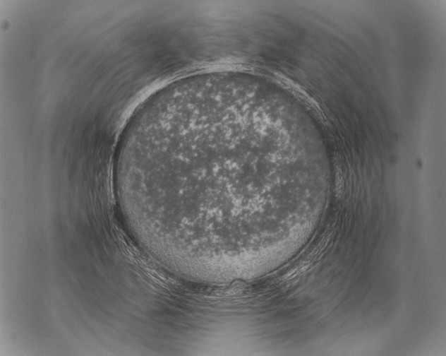 X0000071841174200607290100