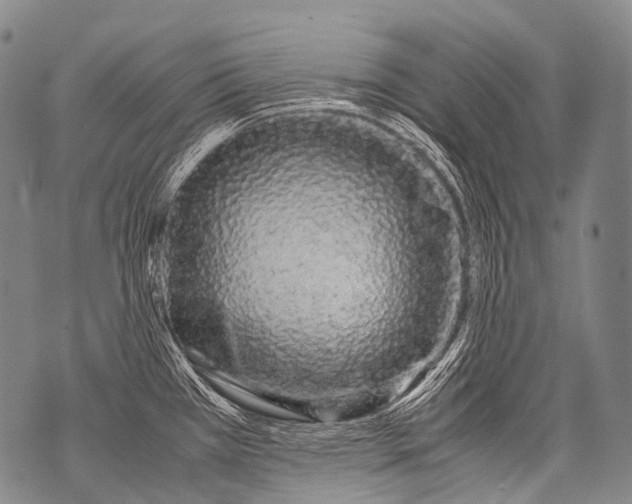 X0000071841385200607290057
