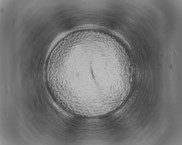 X0000071841421200607290056