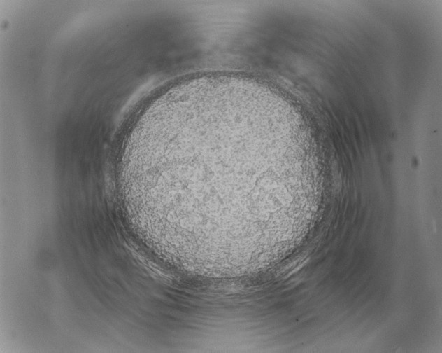 X0000071841454200607290055