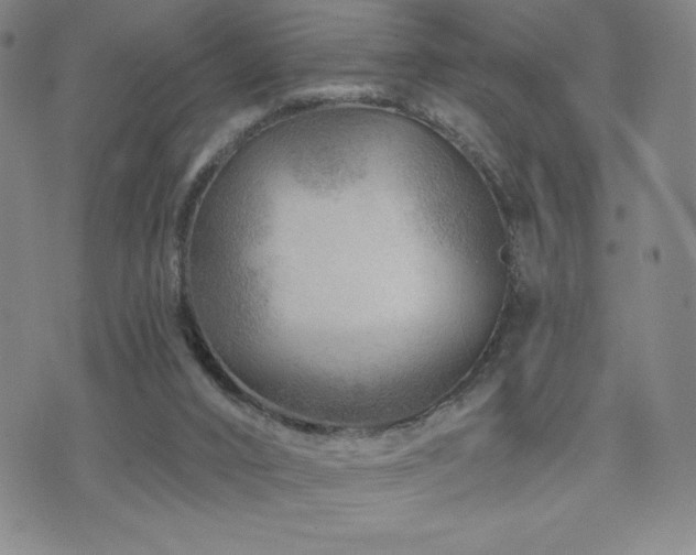 X0000071850016200606301348