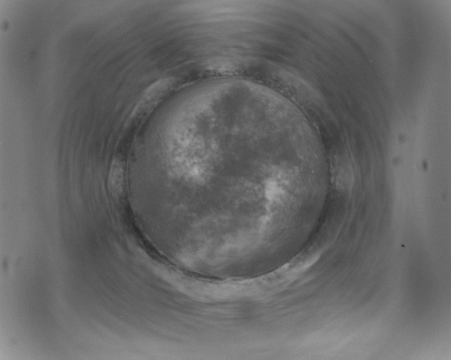 X0000071850036200606301348