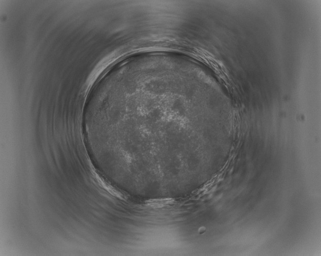 X0000071850051200606301347