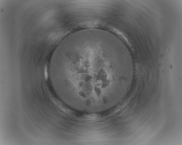 X0000071850069200606301347