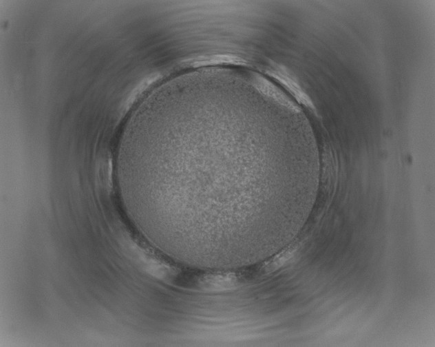 X0000071850110200606301347