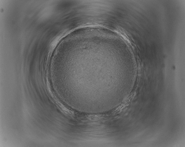 X0000071850145200606301346