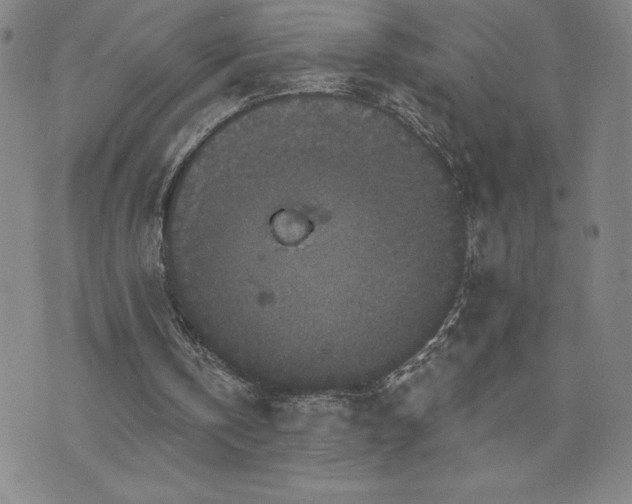 X0000071850146200606301346