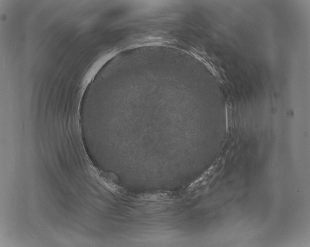 X0000071850147200606301346