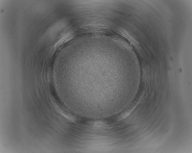 X0000071850165200606301346