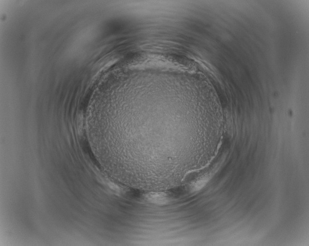 X0000071850189200606301346