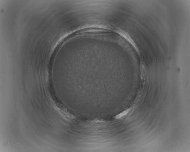 X0000071850204200606301345