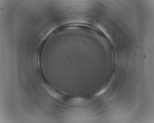 X0000071850205200606301345